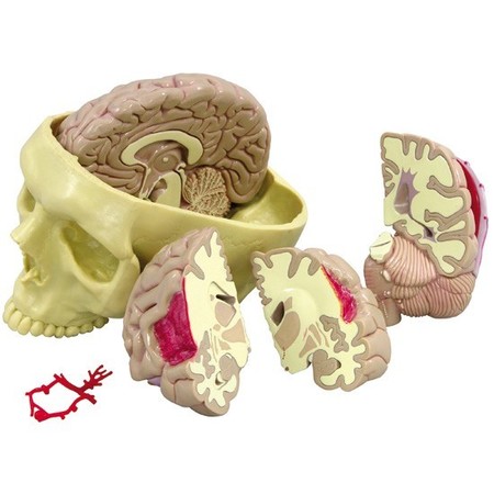 GPI ANATOMICAL Anatomical Model - Brain 2900